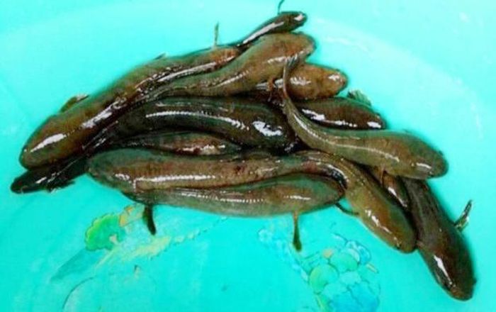 Cá chành dục được xem là đặc sản của An Giang. Thoạt nhìn, loại cá này khá giống cá lóc con. (Ảnh từ báo An Giang).