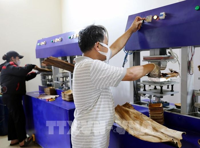 Công đoạn ép nhiệt tạo hình chén, đĩa từ mo cau tại Hợp tác xã sinh thái Đất Tổ Star Eco. Ảnh: Tạ Toàn – TTXVN 
