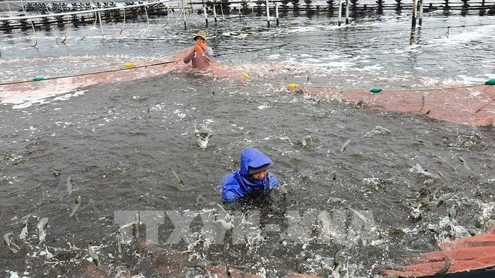 Nuôi tôm công nghệ cao mang lại hiệu quả kinh tế cao vì quản lý tốt dịch bệnh trên tôm, tôm nuôi được nhiều vụ trong năm, đạt trọng lượng như mong muốn, tỉ lệ nuôi thành công cao, góp phần tăng lợi nhuận cho người nuôi. Ảnh: Huỳnh Phúc Hậu - TTXVN 