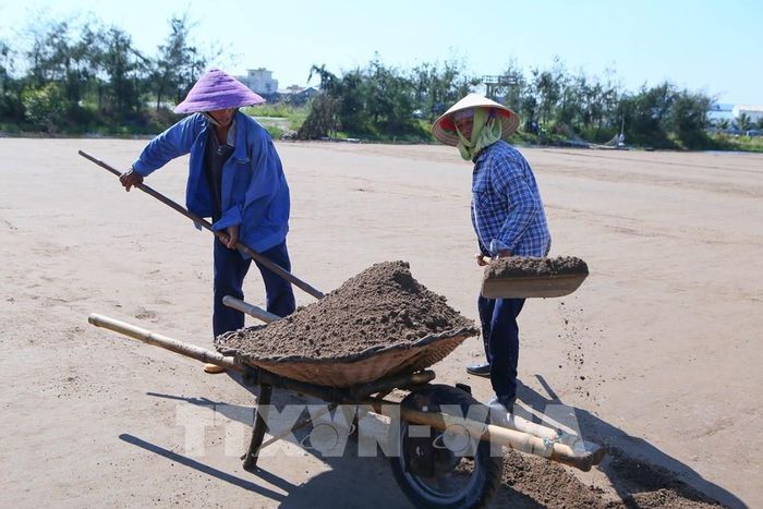 Diêm dân thu hoạch cát để chuyển sang công đoạn lọc mặn. Ảnh: Công Luật - TTXVN