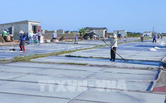 Diêm dân xã Giao Bình tiến hành thu hoạch muối. Ảnh: Công Luật - TTXVN 