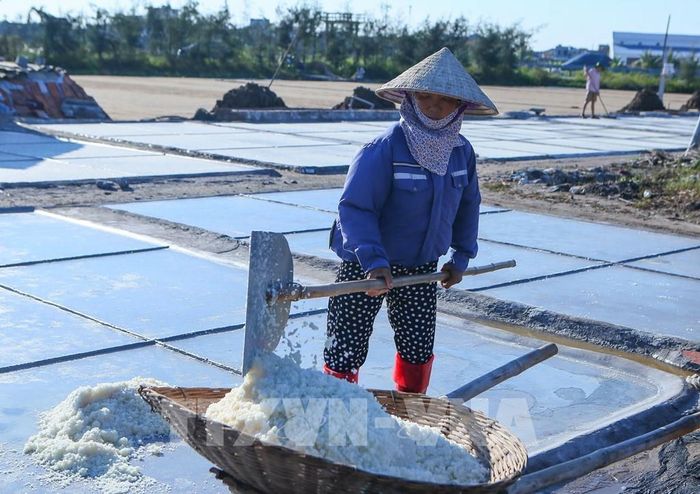 Diêm dân xúc muối lên xe chở về kho chứa. Ảnh: Công Luật - TTXVN 
