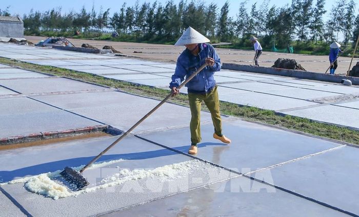 Diêm dân thu gom muối trên sân phơi. Ảnh: Công Luật - TTXVN 
