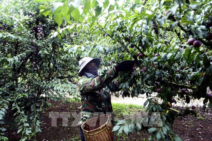 Thu hoạch mận hậu để mang đi tiêu thụ tại hợp tác xã Khánh Dương, bản Yên Thi, xã Lóng Phiêng, tỉnh Sơn La. Ảnh: Quang Quyết - TTXVN