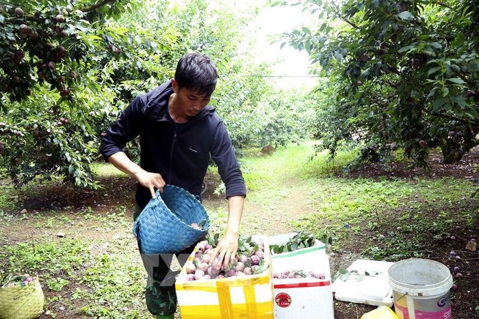 Đóng gói mận hậu để mang đi tiêu thụ tại hợp tác xã Khánh Dương, bản Yên Thi, xã Lóng Phiêng, tỉnh Sơn La. Ảnh: Quang Quyết - TTXVN