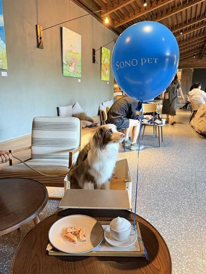 Chú chó Sky là “nhân viên thường trú” tại nhà hàng Thinking Dog - không gian ăn uống nơi thú cưng có thể cùng chủ nhân thưởng thức bữa ăn