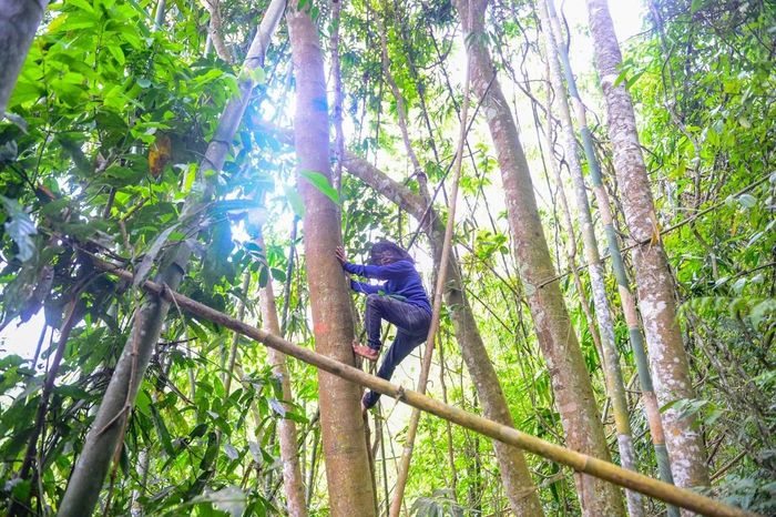 Nhờ kinh nghiệm dày dặn và khả năng leo trèo thành thục, nhóm của anh Bình hiện là một trong những nhóm săn ong có tiếng tại địa phương. Nhiều tổ ong nằm trên những cây cổ thụ cao hàng chục mét mà các nhóm khác bỏ qua lại trở thành nguồn thu nhập đáng kể đối với họ.