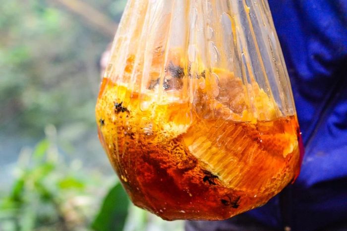 Những giọt mật đặc quánh chảy ra từ các tầng sáp ong, tỏa mùi thơm đặc trưng của hoa rừng đầu hạ. Đó cũng là thành quả sau nhiều giờ băng rừng tìm kiếm của cả nhóm. “Có những tổ ong ai cũng nhìn thấy nhưng không ai dám lấy. Cây quá cao, thân trơn hoặc vị trí quá nguy hiểm. Chỉ cần sơ suất là có thể gặp tai nạn. Nhiều nhóm phát hiện được tổ nhưng đành bỏ lại”, anh Hà Văn Hợp chia sẻ.