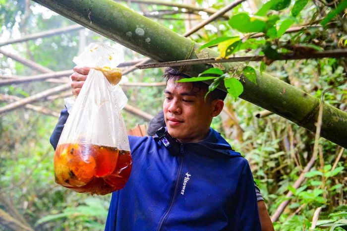 Theo anh Bình, trung bình mỗi chuyến vào rừng, nhóm có thể khai thác từ 5 đến 7 tổ ong. Những tổ nhỏ cho từ 3 đến 7kg mật, còn các tổ lớn có thể thu được tới 20kg. Với giá bán khoảng 200.000 đồng/kg như hiện nay, mỗi chuyến đi thành công có thể mang về cho cả nhóm nguồn thu hàng chục triệu đồng. Sau khi chia đều, mỗi thành viên thu nhập từ 1 đến 3 triệu đồng/ngày. “Không phải ngày nào cũng đi. Thường chúng tôi nghỉ một hai hôm rồi mới vào rừng tiếp. Có thời điểm ong làm tổ nhiều, cả nhóm phải dựng lán ở lại giữa rừng cả tuần để khai thác cho thuận lợi”, anh Bình kể. Khoảng 3 tháng mùa ong mỗi năm mang lại cho những người thợ săn nguồn thu nhập lên tới vài chục triệu đồng. Với nhiều gia đình miền núi, đây là khoản thu quan trọng giúp trang trải cuộc sống, đầu tư sản xuất và nuôi con ăn học.