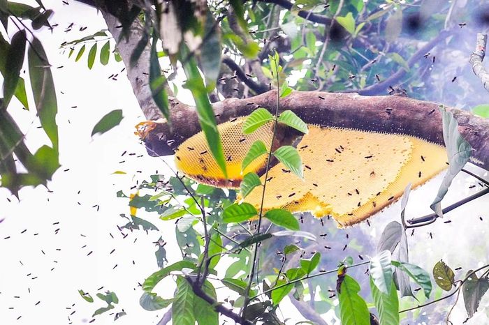Từ mặt đất nhìn lên, những tổ ong chỉ nhỏ một mảng bám vào cành cây giữa nền trời. Thế nhưng để tiếp cận được chúng, người thợ phải leo lên độ cao hàng chục mét, bám vào những thân cây thẳng đứng, nhiều cây nằm cheo leo bên sườn núi hoặc sát mép vực.