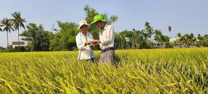Ông Võ Tấn Sanh (bìa trái) kiểm tra lúa trước khi thu hoạch vụ đông xuân vừa qua. Ảnh: QUANG VIỆT