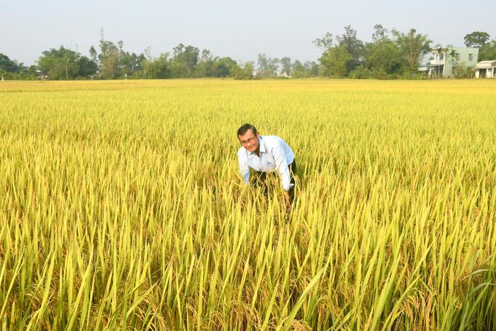 Hằng năm các địa phương trên địa bàn thành phố liên kết sản xuất lúa giống trên diện tích 5.000ha. Ảnh: QUANG VIỆT