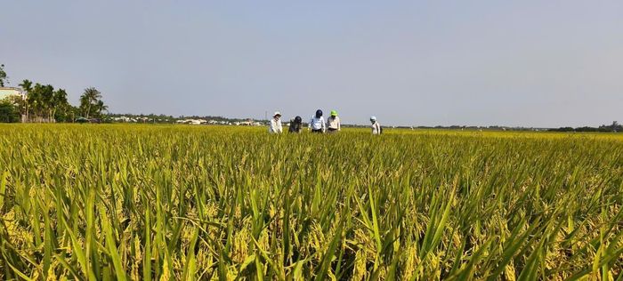 Ngành nông nghiệp thành phố Đà Nẵng đang triển khai đồng bộ giải pháp để phát triển lúa bền vững. Ảnh: QUANG VIỆT