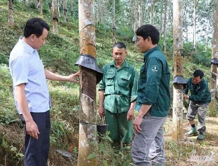 Công nhân Công ty Cổ phần Cao su Điện Biên tích cực lao động sản xuất, là nguồn nhân lực bồi dưỡng, phát triển đảng viên.