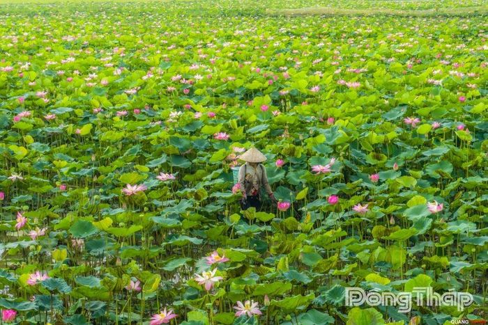 Hái sen trên đồng.