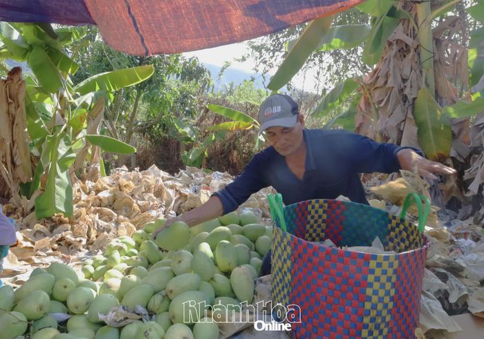 Ông Trương Công Quang thu hoạch xoài tứ quý.