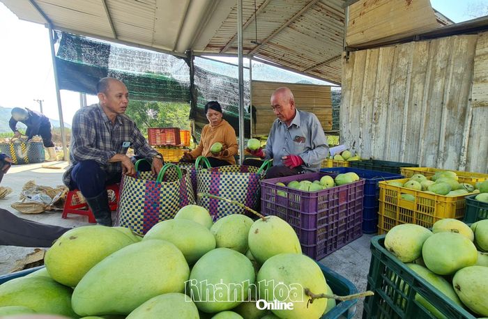 Ông Phan Lực (bên phải) phân loại xoài trước khi mua từ nhà vườn.