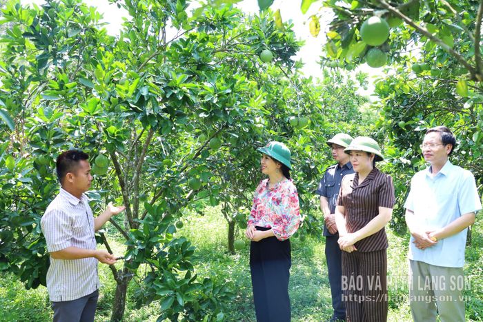 Đoàn công tác tham quan mô hình trồng bưởi của người dân thôn Bản Đoóc, xã Thống Nhất