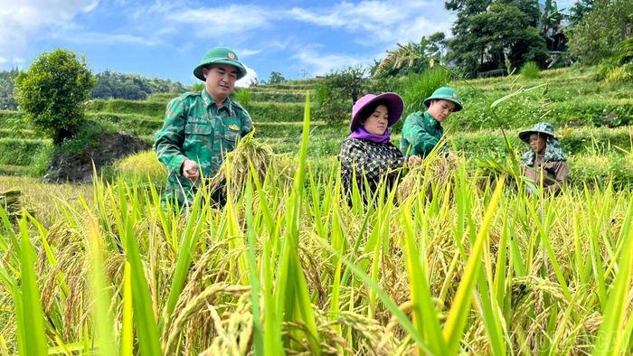 Cán bộ, chiến sĩ Đồn Biên phòng Tả Gia Khâu giúp chị em phụ nữ thu hoạch lúa.