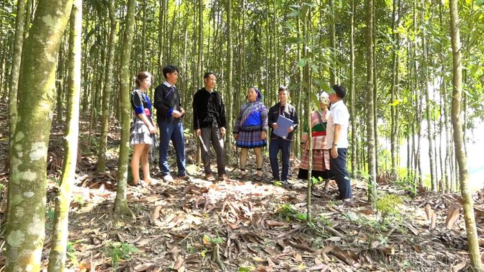 Người dân thôn Trung Tâm trao đổi kinh nghiệm trồng, chăm sóc quế.