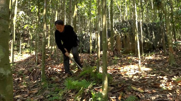 Anh Pùa gần như dành trọn thời gian chăm sóc các đồi quế.
