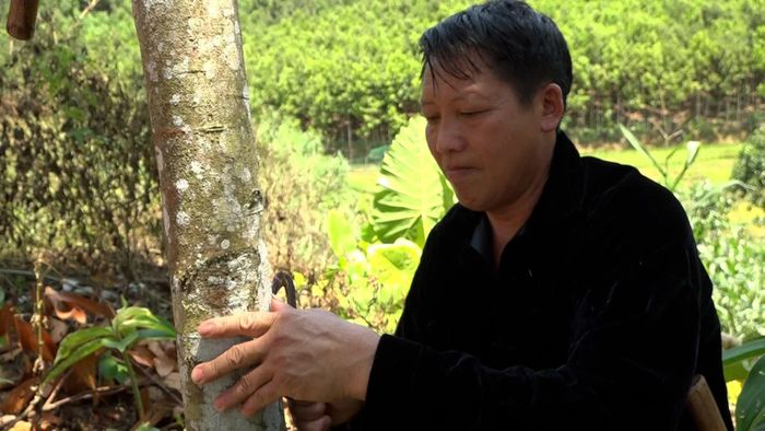 Trung bình mỗi gia đình người Mông ở thôn Trung Tâm có 10 ha quế.