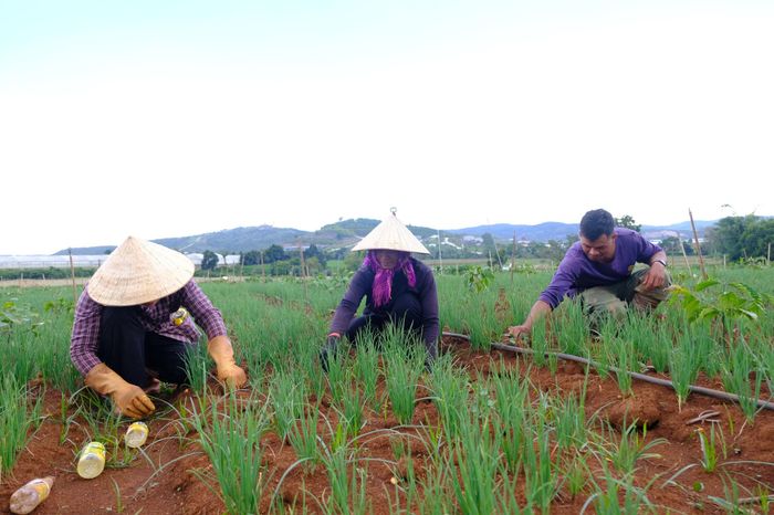 Bà con DTTS ở Đơn Dương có nhiều kinh nghiệm sản xuất rau màu