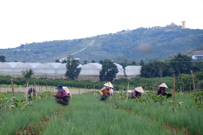 Công nghệ tưới tiêu được ứng dụng trong sản xuất nông nghiệp ở Đơn Dương.