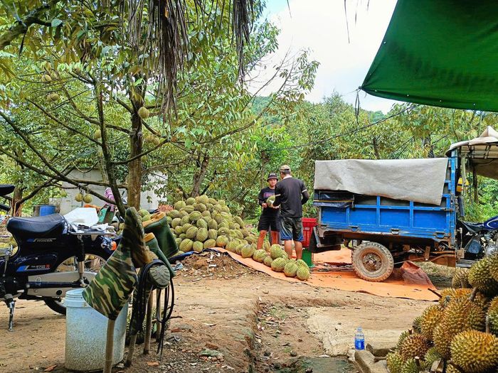Mua bán sầu riêng tại vườn