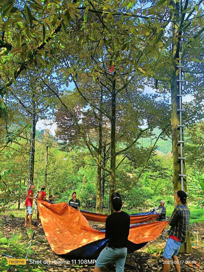 Vào mùa thu hoạch sầu riêng ở Lâm Đồng