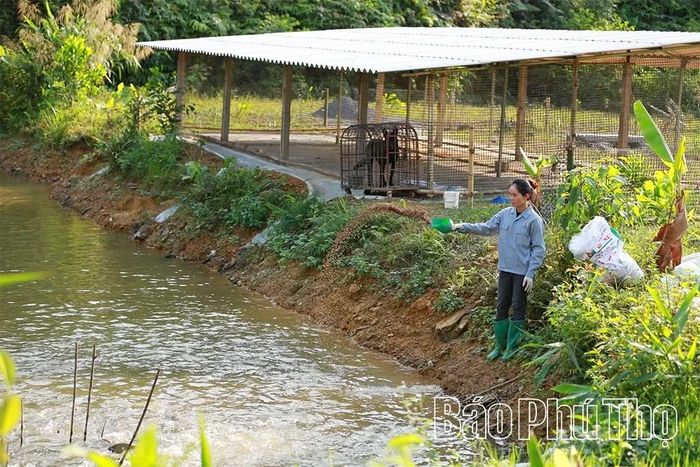 Ao cá vừa tạo nguồn thu thủy sản đều đặn vừa giúp điều hòa môi trường sinh thái cho toàn bộ trang trại.