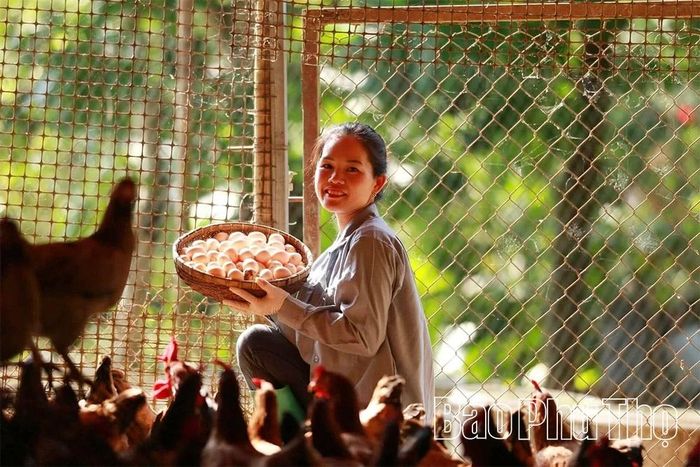 Chị Bùi Thị Châm với thành quả thu được từ lứa gà đẻ.