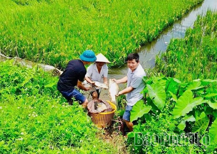 Việc nuôi cá trong môi trường tự nhiên giúp tận dụng nguồn thức ăn sẵn có, giảm chi phí đầu tư, hạn chế sử dụng hóa chất trong sản xuất, góp phần cải tạo hệ sinh thái đồng ruộng và bảo vệ môi trường.