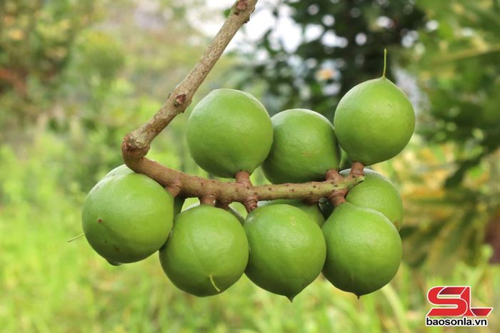 Quả mắc ca tươi tại xã Mường Chiên.
