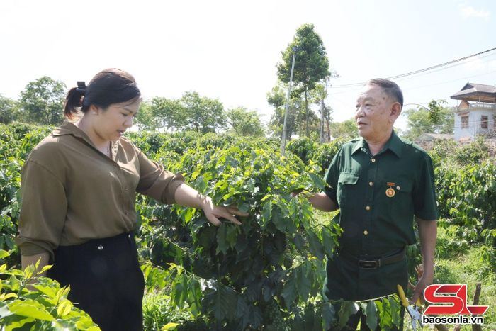 Mô hình trồng cà phê của thương binh, bệnh binh Đặng Đình Thị, bản Mai Khoang cho thu nhập cao.