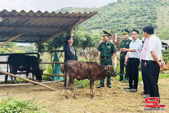 Bộ đội Biên phòng Chiềng Tương hướng dẫn nhân dân xã Lóng Phiêng chăm sóc đàn bò.