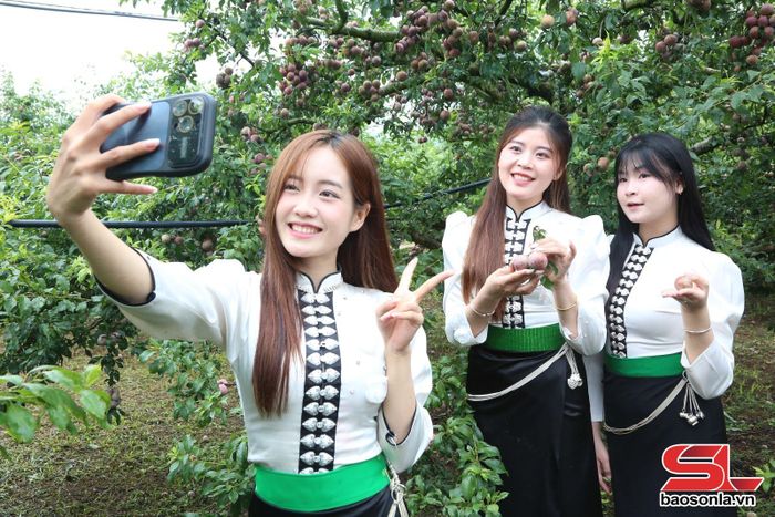 Sinh viên Trường Đại học Tây Bắc quảng bá, giới thiệu sản phẩm mận hậu Lóng Phiêng trên nền tảng số.