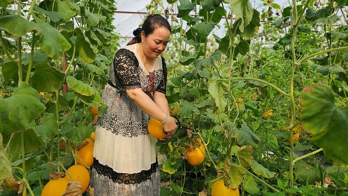 Dưa hái tại vườn được bán với giá 40.000 đồng/kg
