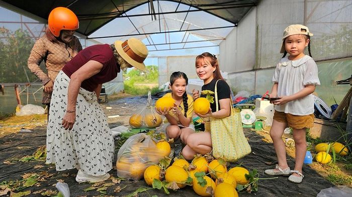 Mùa thu hoạch, farm đón khách liên tục