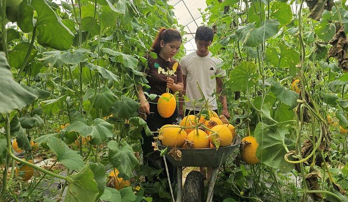 Các luống dưa được thu hoạch cuốn chiếu, công việc bắt đầu từ sáng sớm kéo dài tới khuya