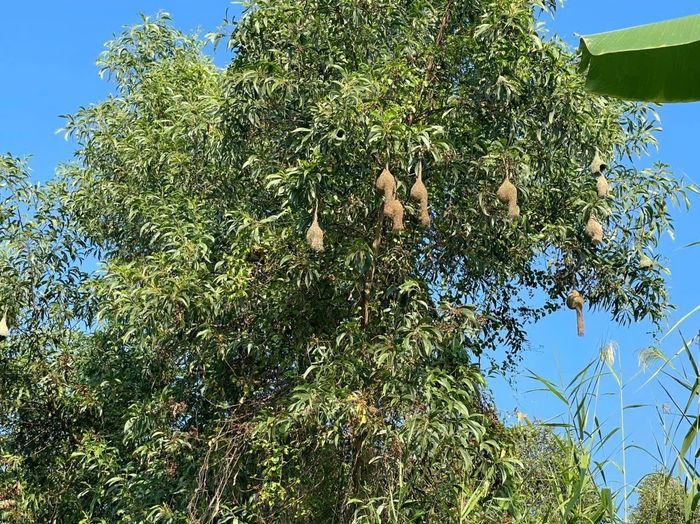 Những tổ chim ở VQGUMH được con cái làm sẵn chờ chim đực đến ở cùng.