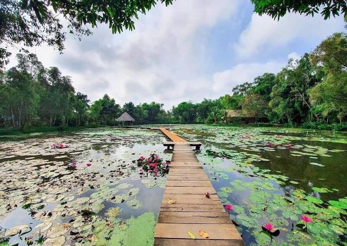 Hồ sen khoe sắc giữa không gian xanh mát của Khu di tích Xẻo Quýt, tạo nên vẻ đẹp đậm chất miền Tây sông nước. Ảnh: Đức Linh.