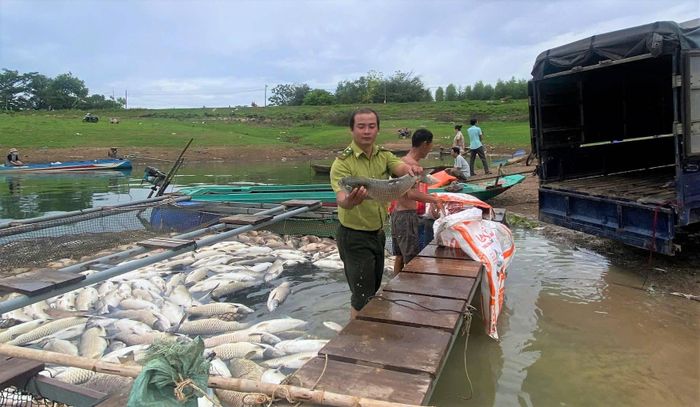 Tổng thiệt hại của 16 hộ nuôi cá bè ước tính khoảng 6 tỉ đồng