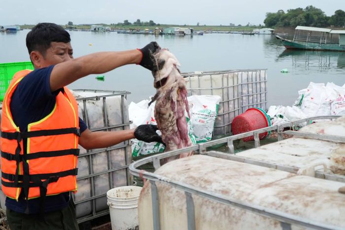 Mổ cá lấy mẫu xét nghiệm.