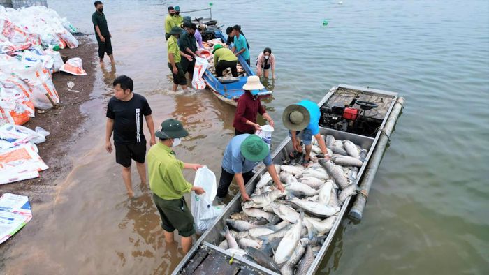 Cá chết đều đã đạt độ tuổi thương phẩm, chưa kịp đưa ra thị trường.