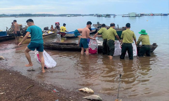 Theo các cơ quan chức năng, dòng chảy tại khu vực bè nuôi lưu thông chậm, vẫn còn nguy cơ chết cá trong vài ngày tới