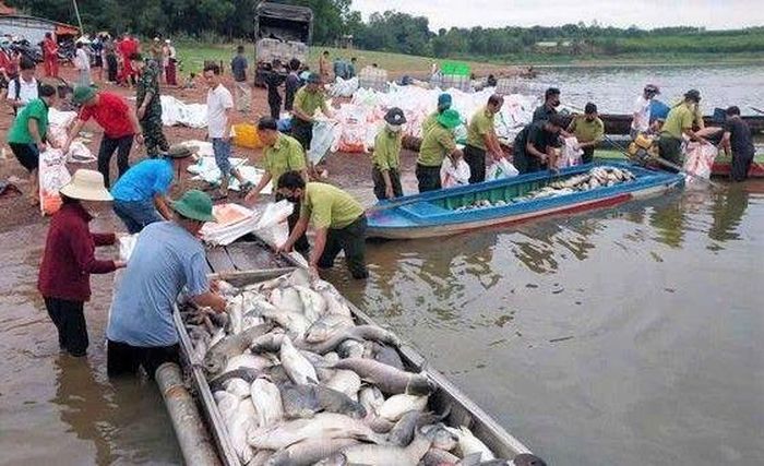 Cơ quan chức năng cùng cá hộ nuôi cá lồng bè thu gom cá chết đưa lên bờ