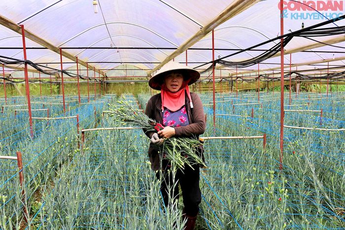 Người vùng Đà Lạt (Lâm Đồng) trồng hoa trong nhà kính, phân phối sản phẩm hoa thương phẩm toàn quốc. Ảnh: TTH