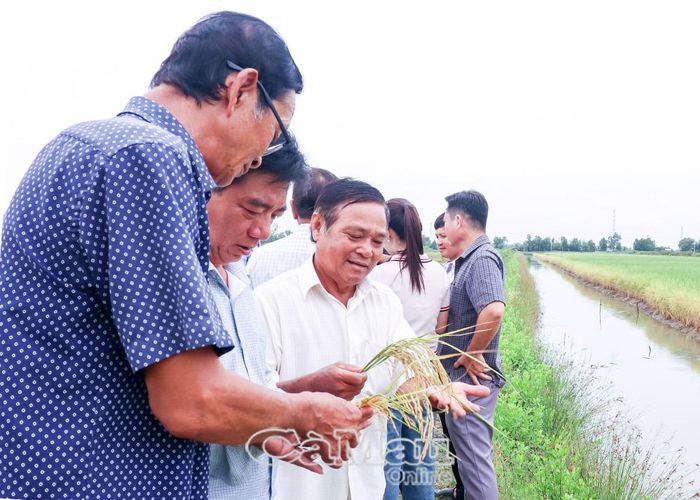 Nhờ tham gia các lớp tập huấn kỹ thuật canh tác nên ông Dư Văn Phúc (thứ ba từ trái sang) áp dụng, thực hiện mô hình sản xuất lúa - tôm kết hợp đạt hiệu quả kinh tế.