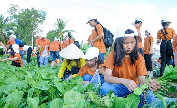 Du khách trải nghiệm quy trình trồng rau an toàn tại khu sản xuất rau sạch của nông dân phường Hiệp Thành. (Ảnh: Hữu Thọ)